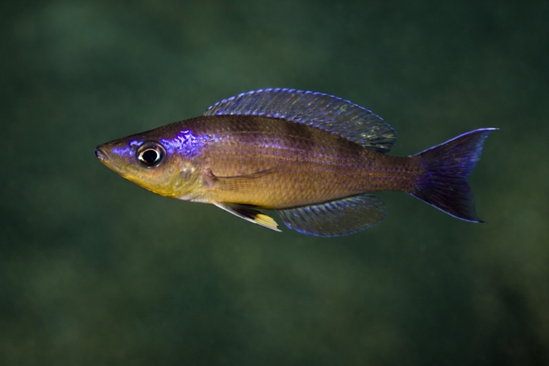 Cyprichromis sp. 'kibishi' Milima Island